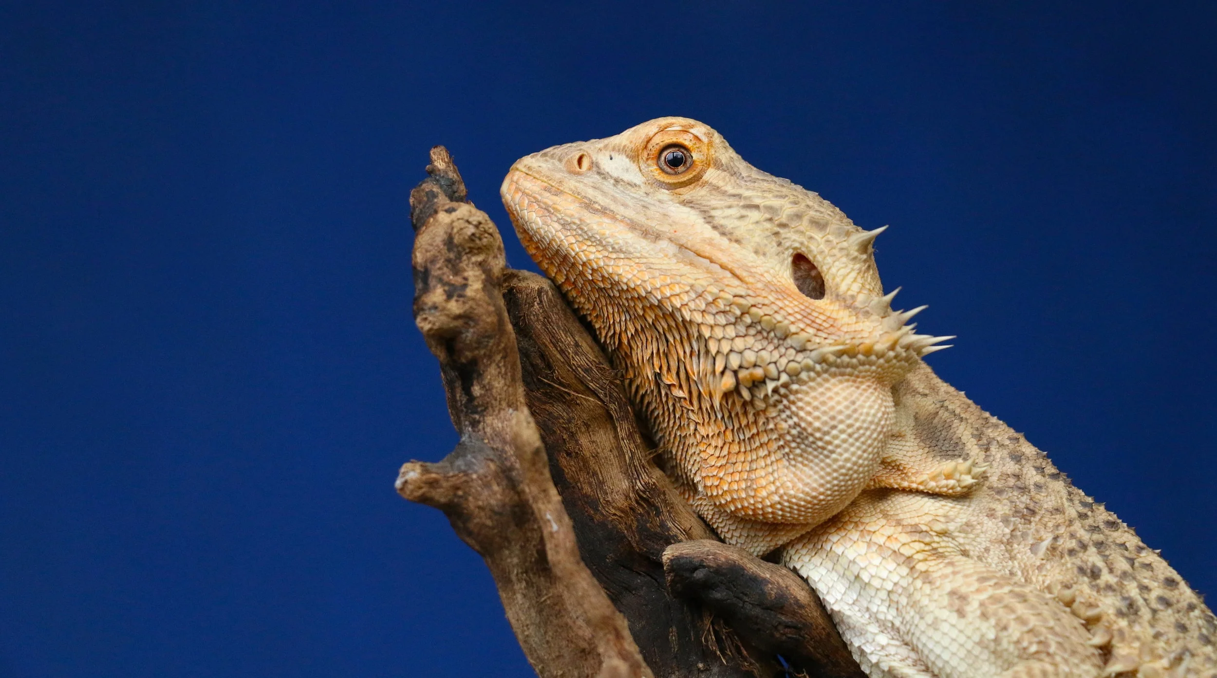 Bearded Dragon — Jensen's reptiles, image size:2499x1393