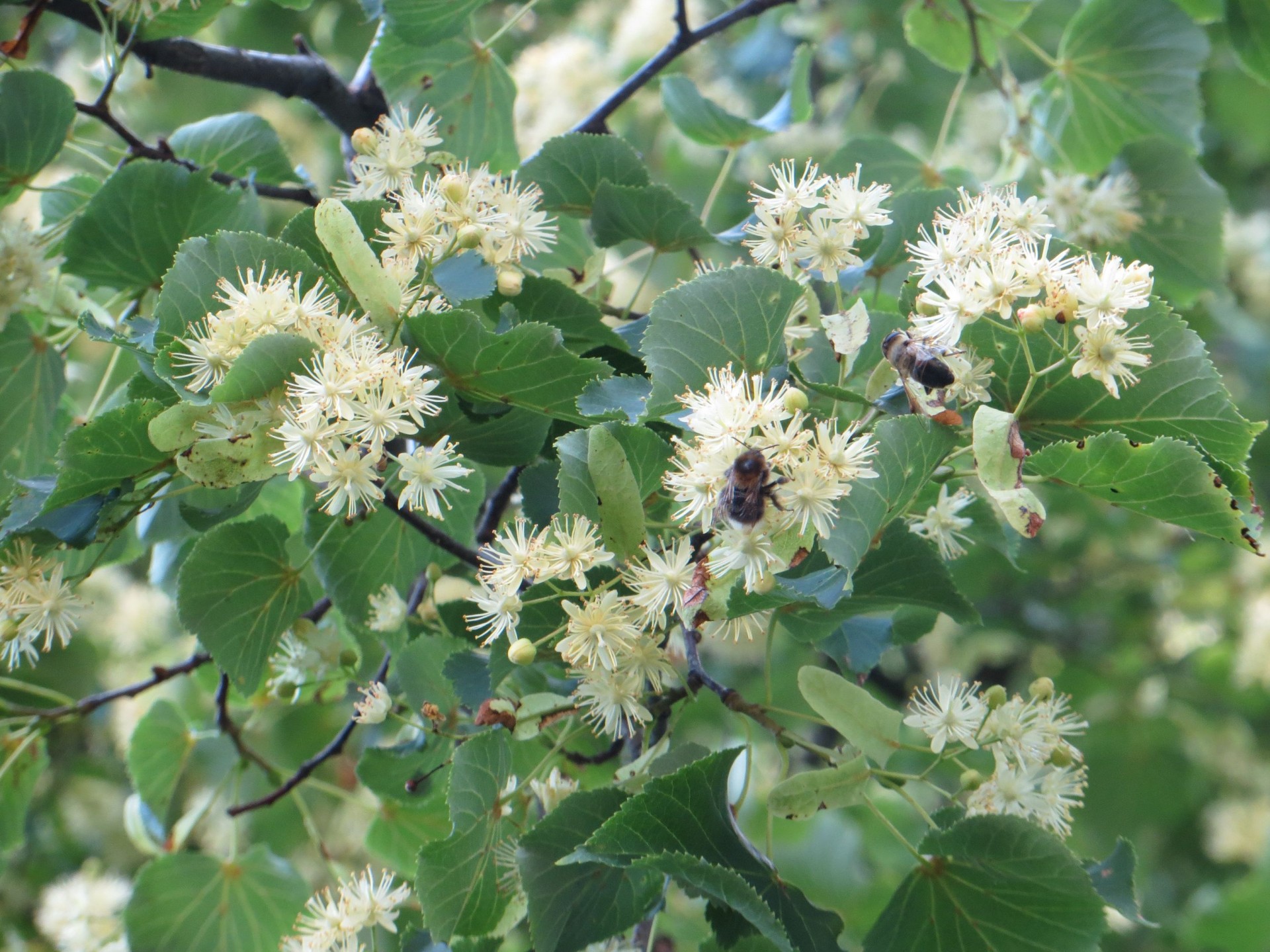 Linden Flower : Soften!