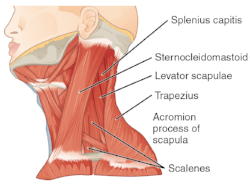 Muscles of the Neck