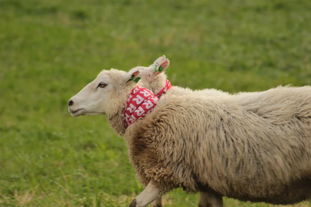 Får i Risa-klær