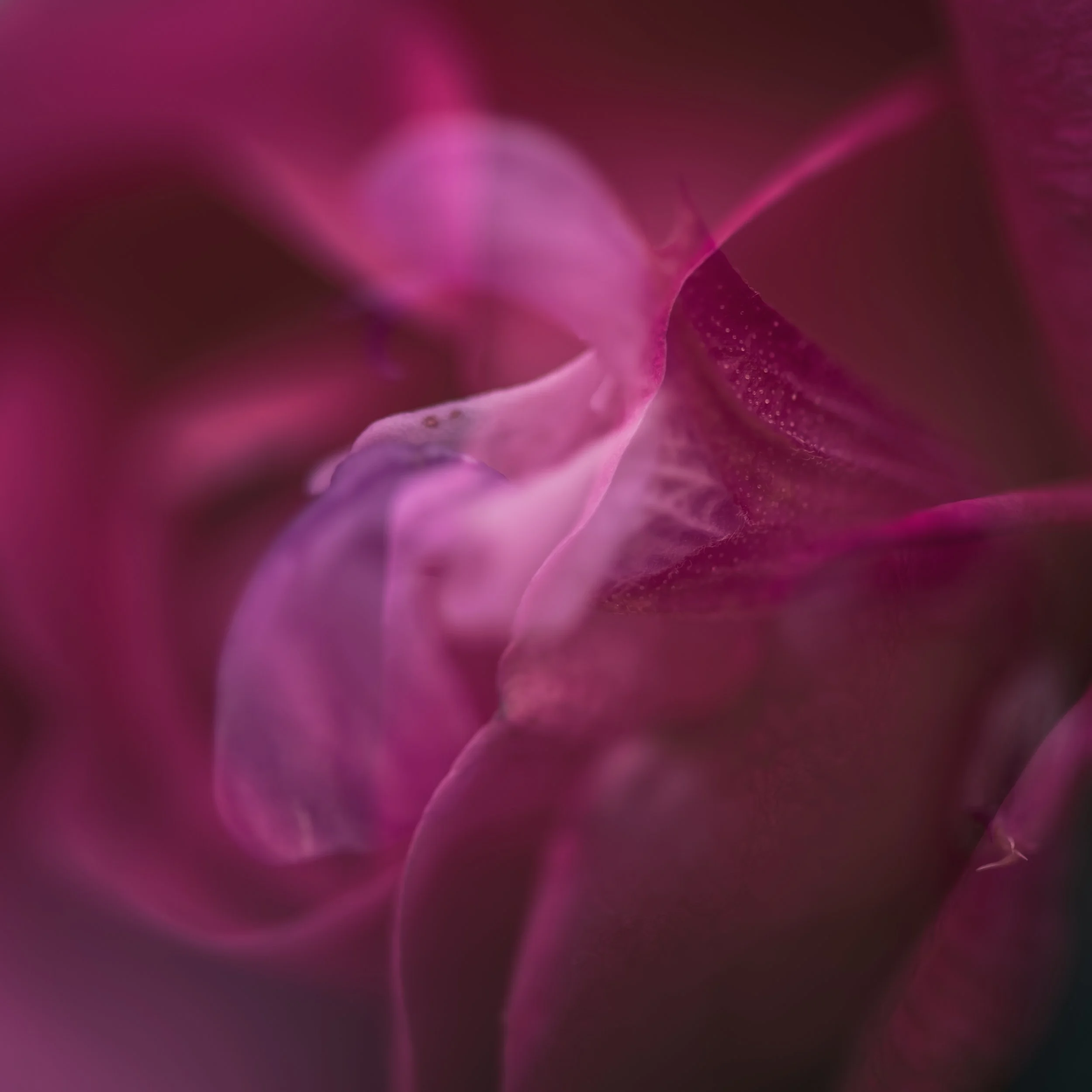 STACI SMITH - Echoes of Elegance