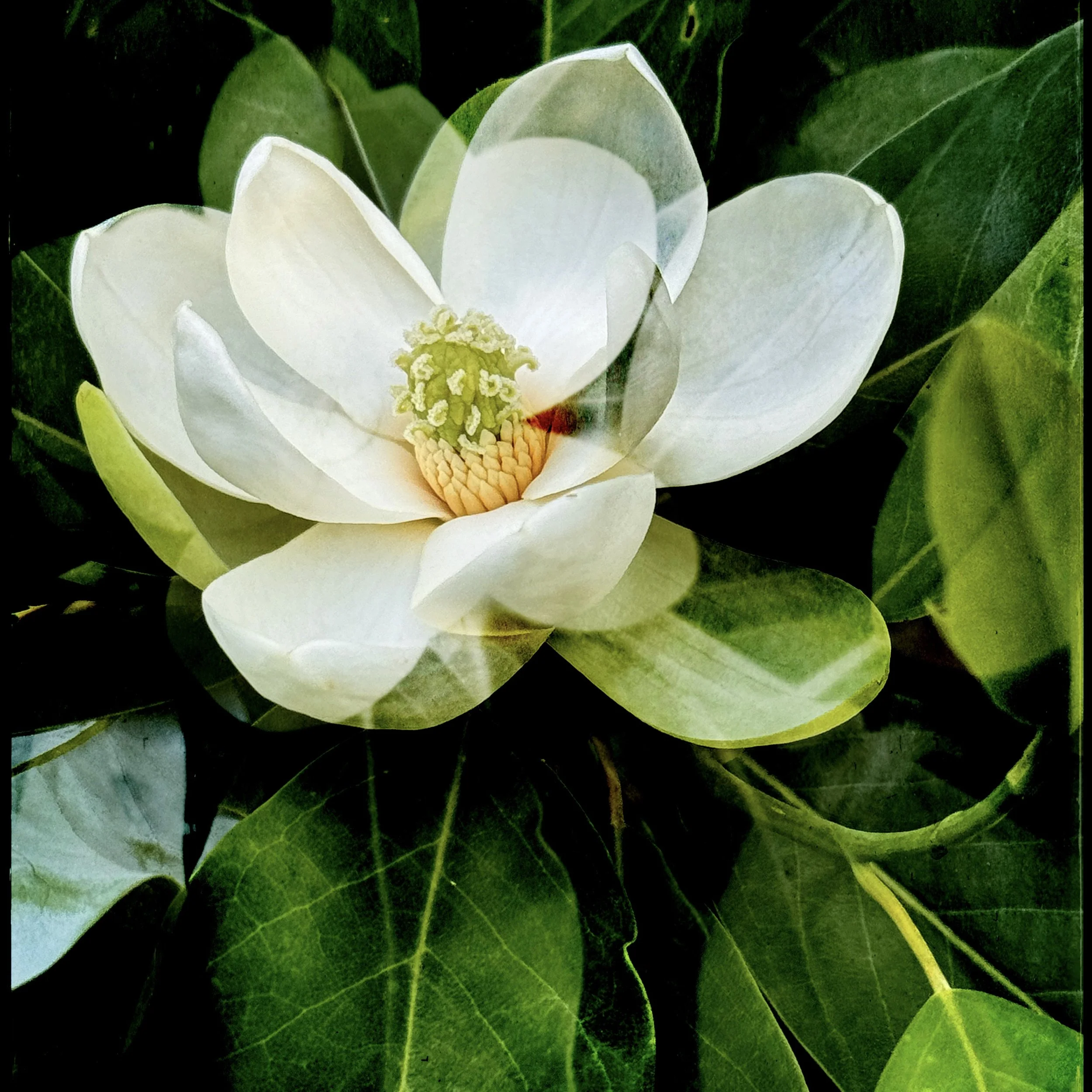 JILAH KALIL - Magnolia 1