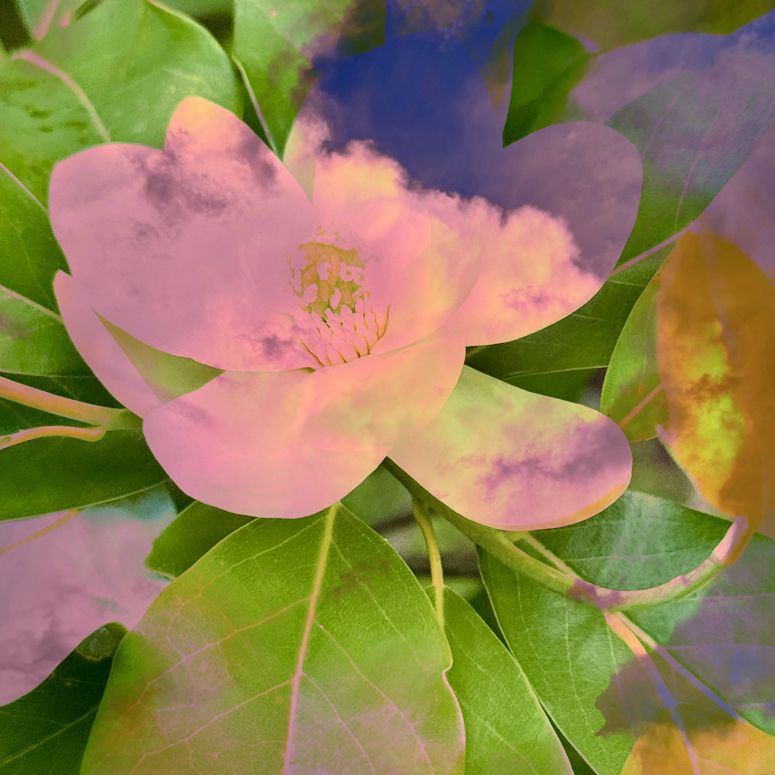 JILAH KALIL - Magnolia 6