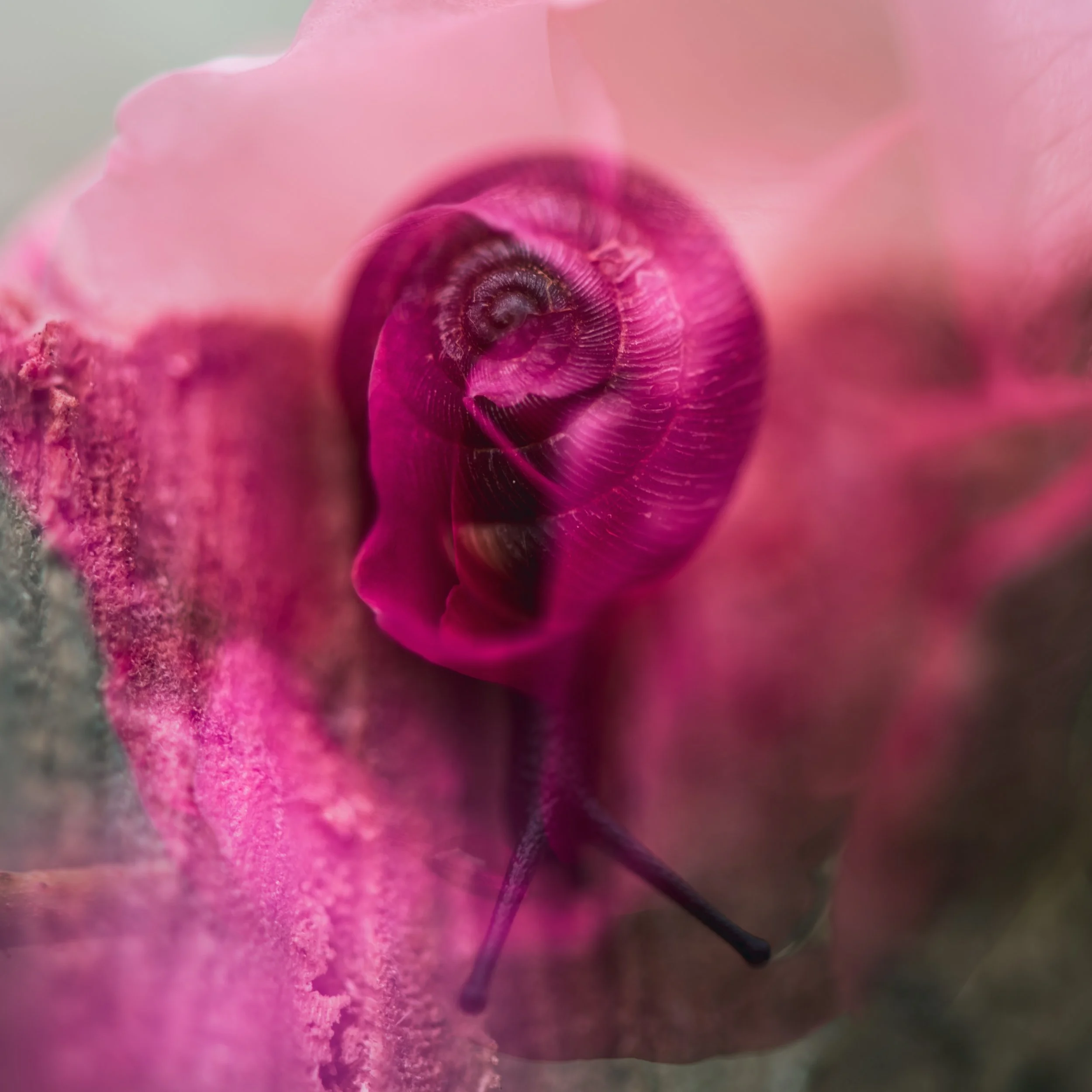 STACI SMITH - Rosy Trails