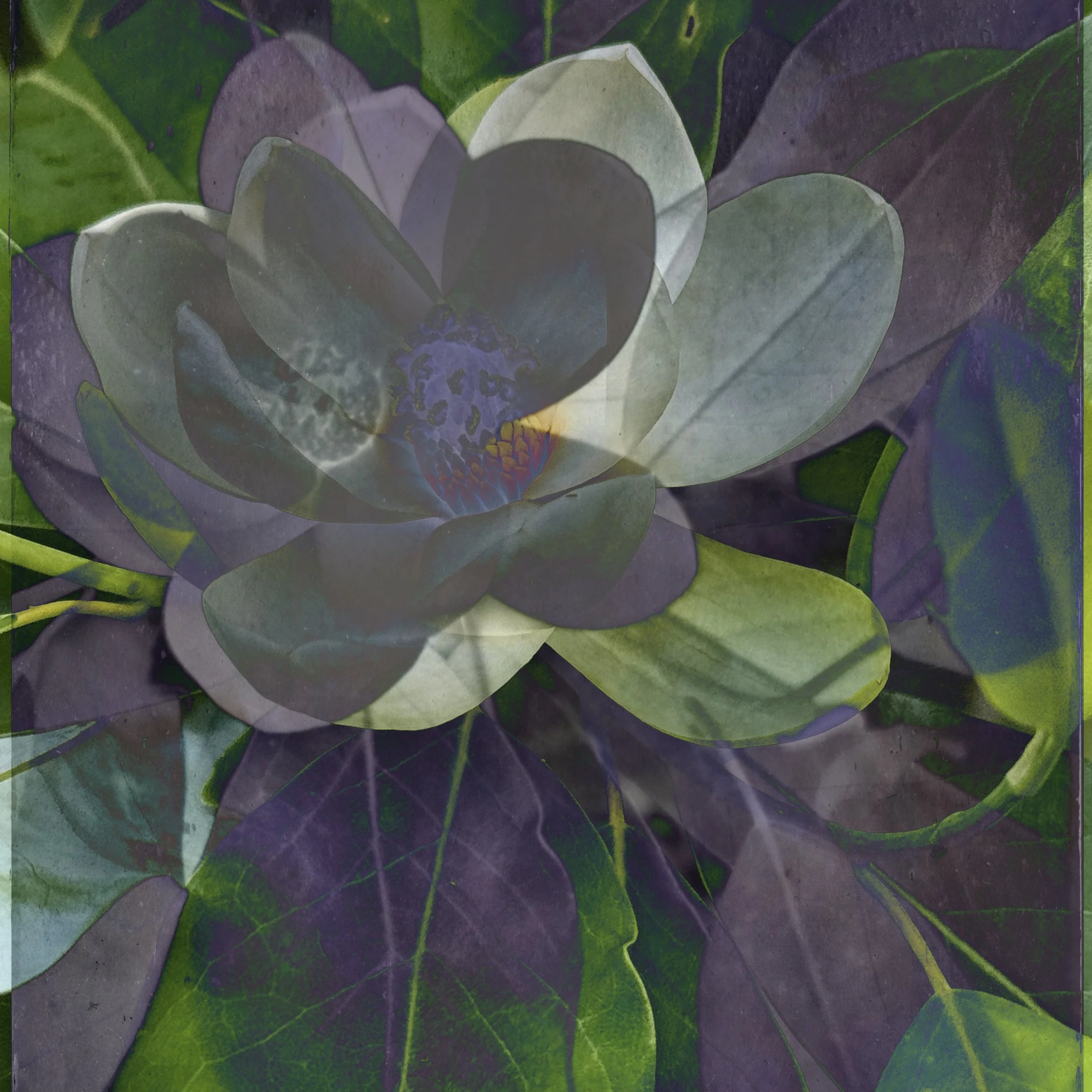 JILAH KALIL - Magnolia 2