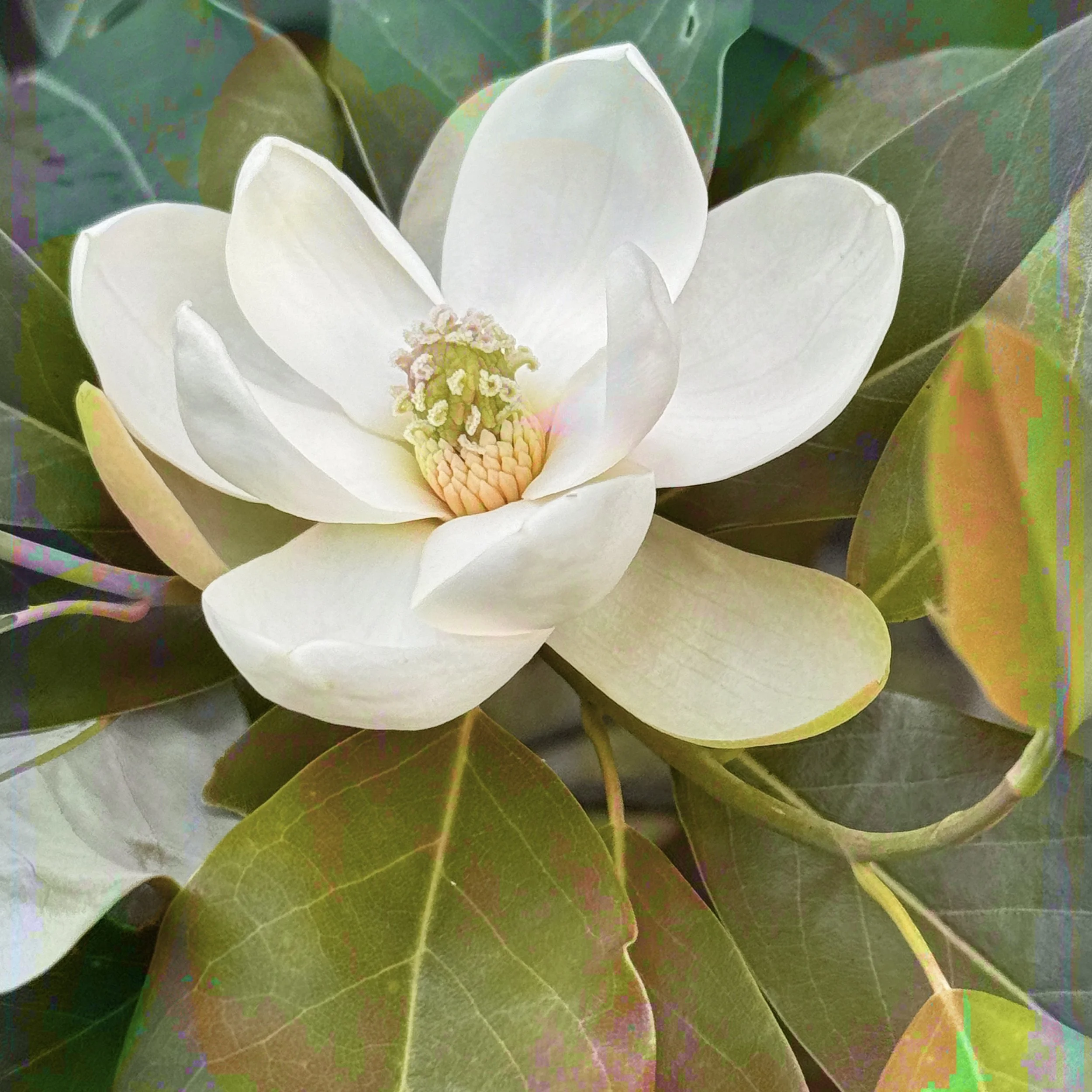 JILAH KALIL - Magnolia 3