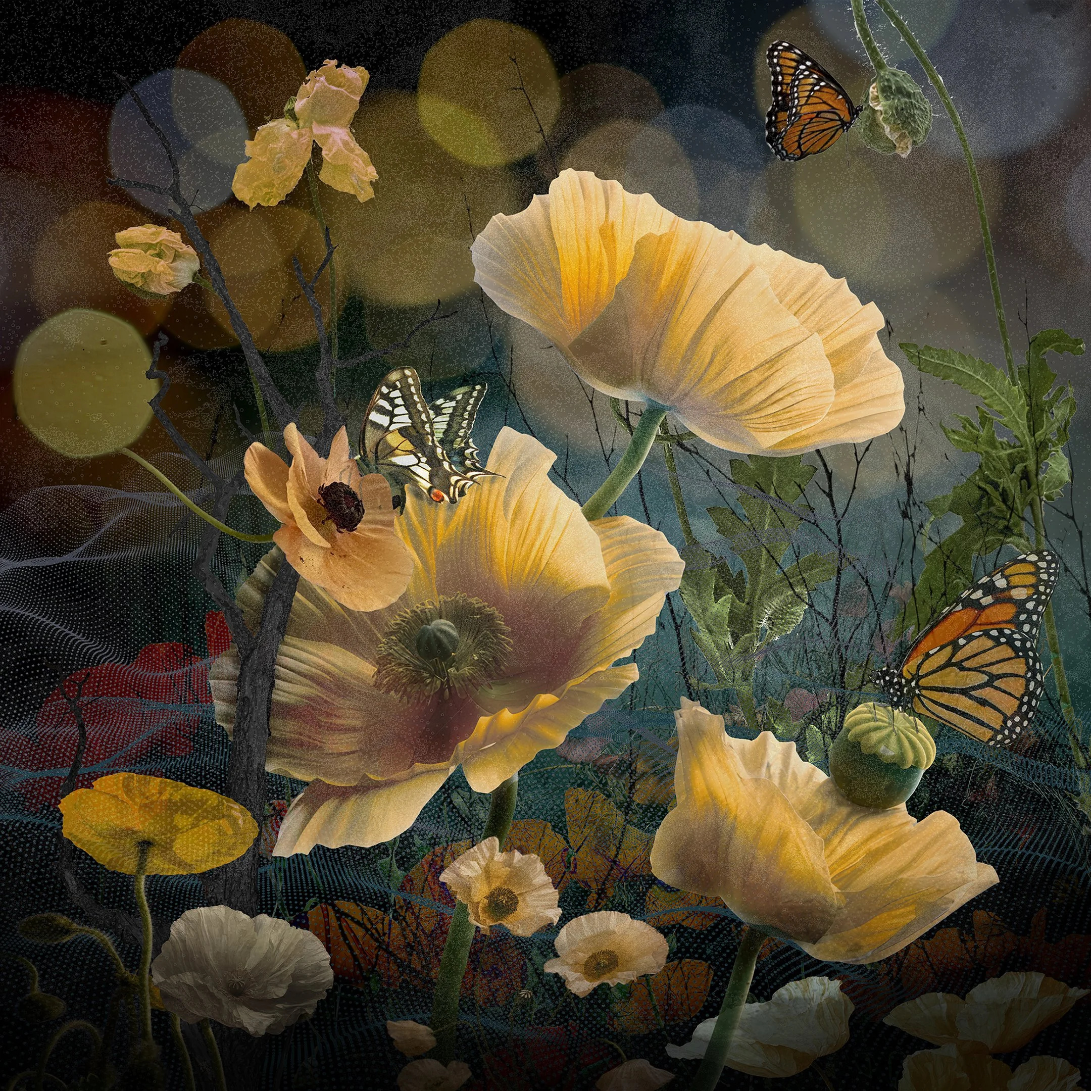 RYN CLARKE - Wavy Poppy