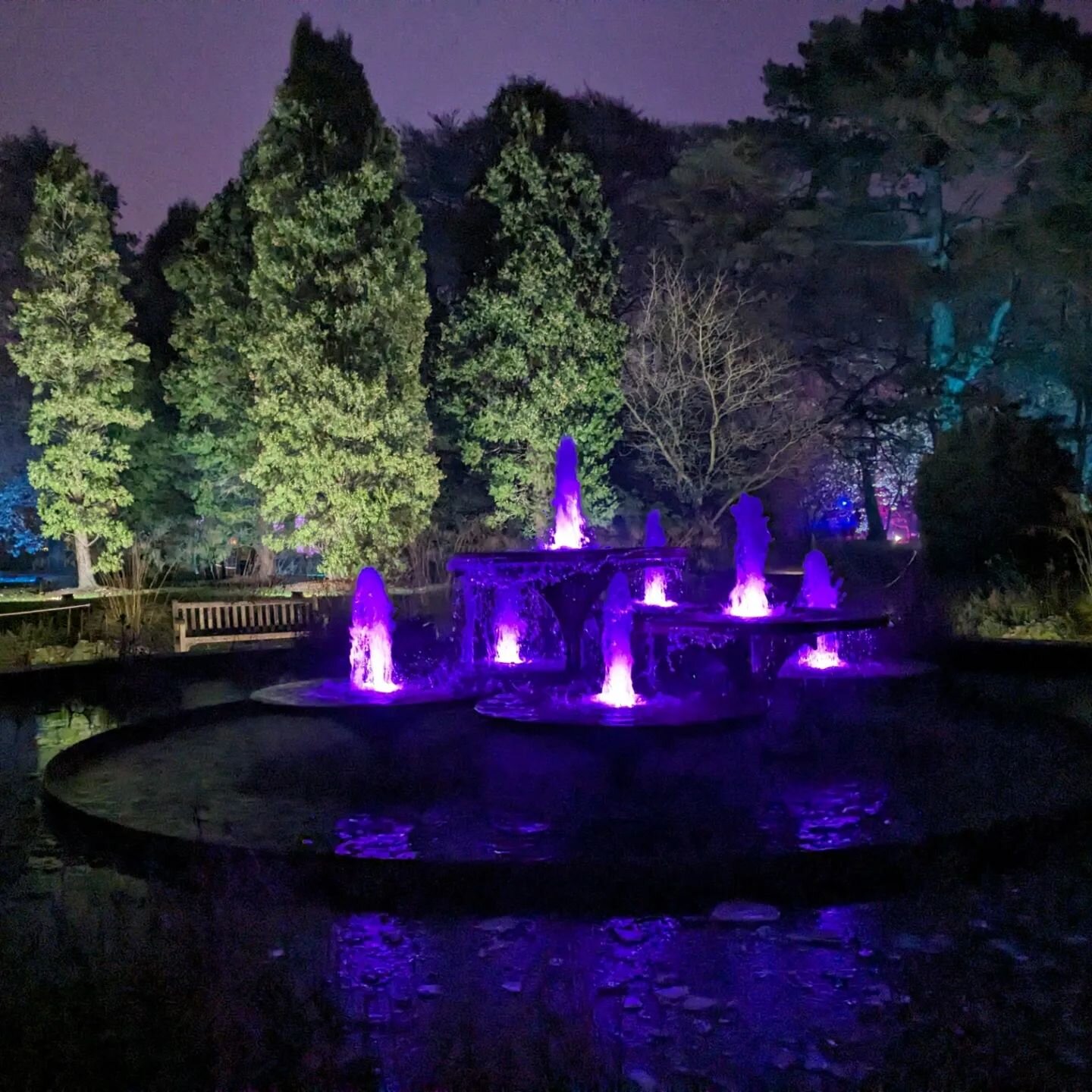 Beautiful night enjoying the Christmas Lights at Cambridge Botanical Gardens