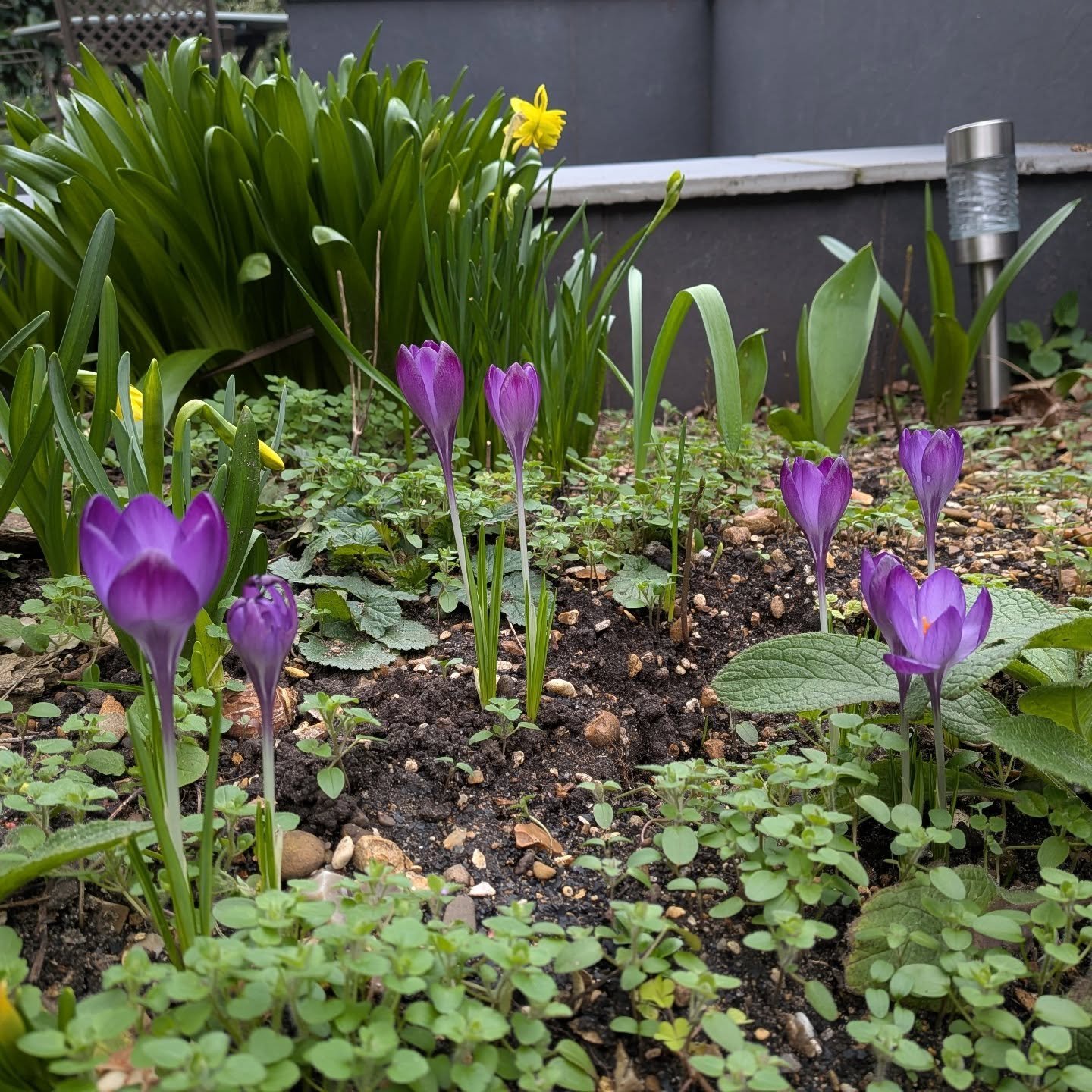 Bit of lovely early spring showboating outside the studio