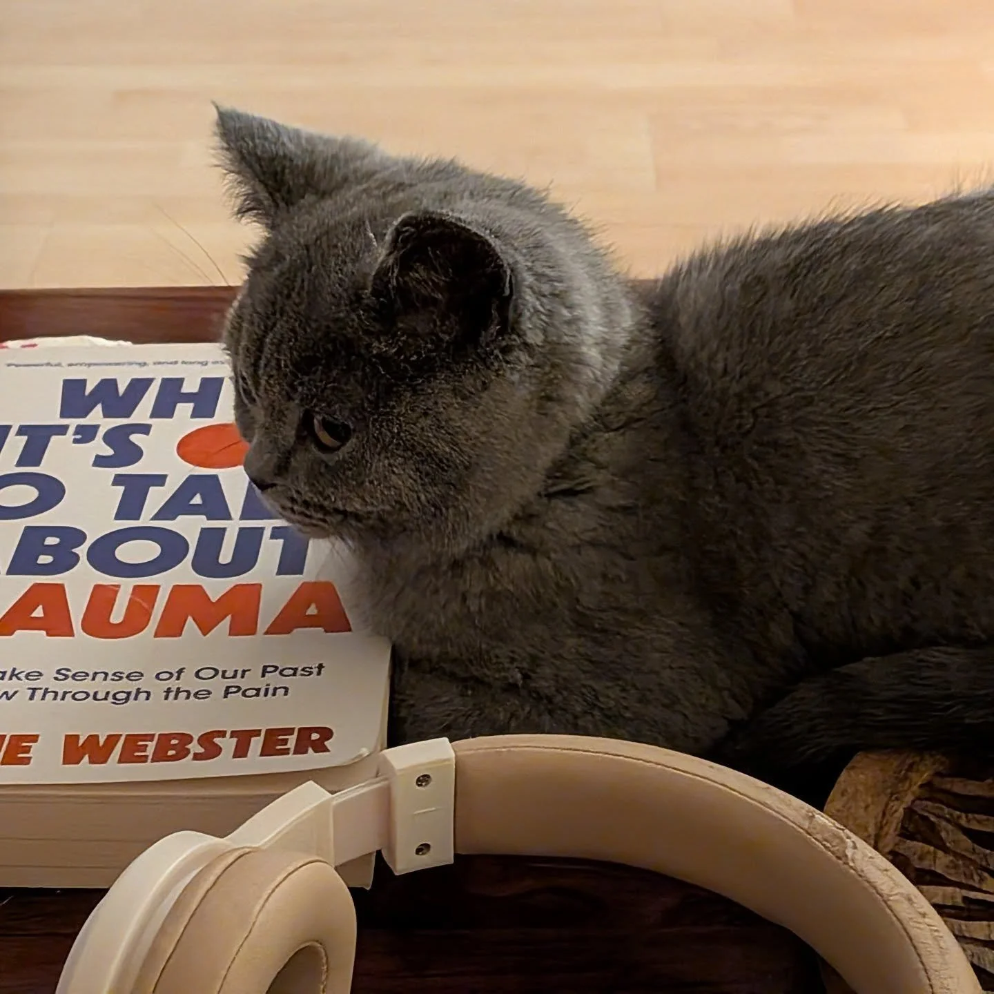 Introducing our new kitten, Loki, already showing an interest in therapy books.

He's too little to visit the studio quite yet, but no doubt he'll put in some shifts when he's older. 

For now, he's got a lot of exploring to do! 

#kitten #kittensofi