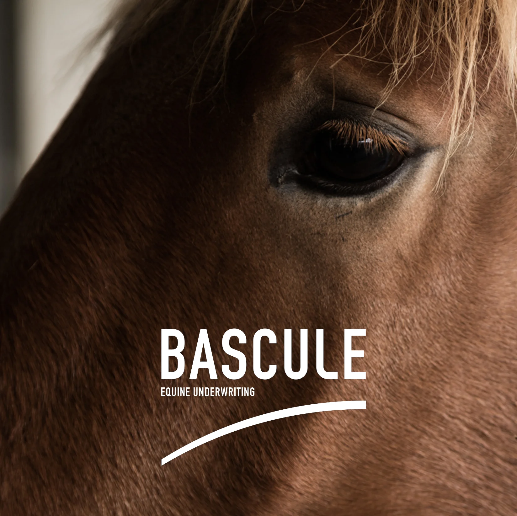 BASCULE_EquineUnderwriting.jpg