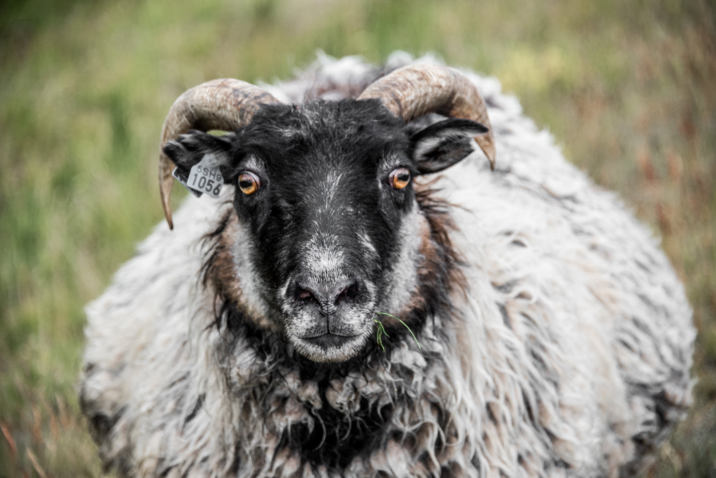 The many, many sheep can be a little intimidating up close, but proved harmless.