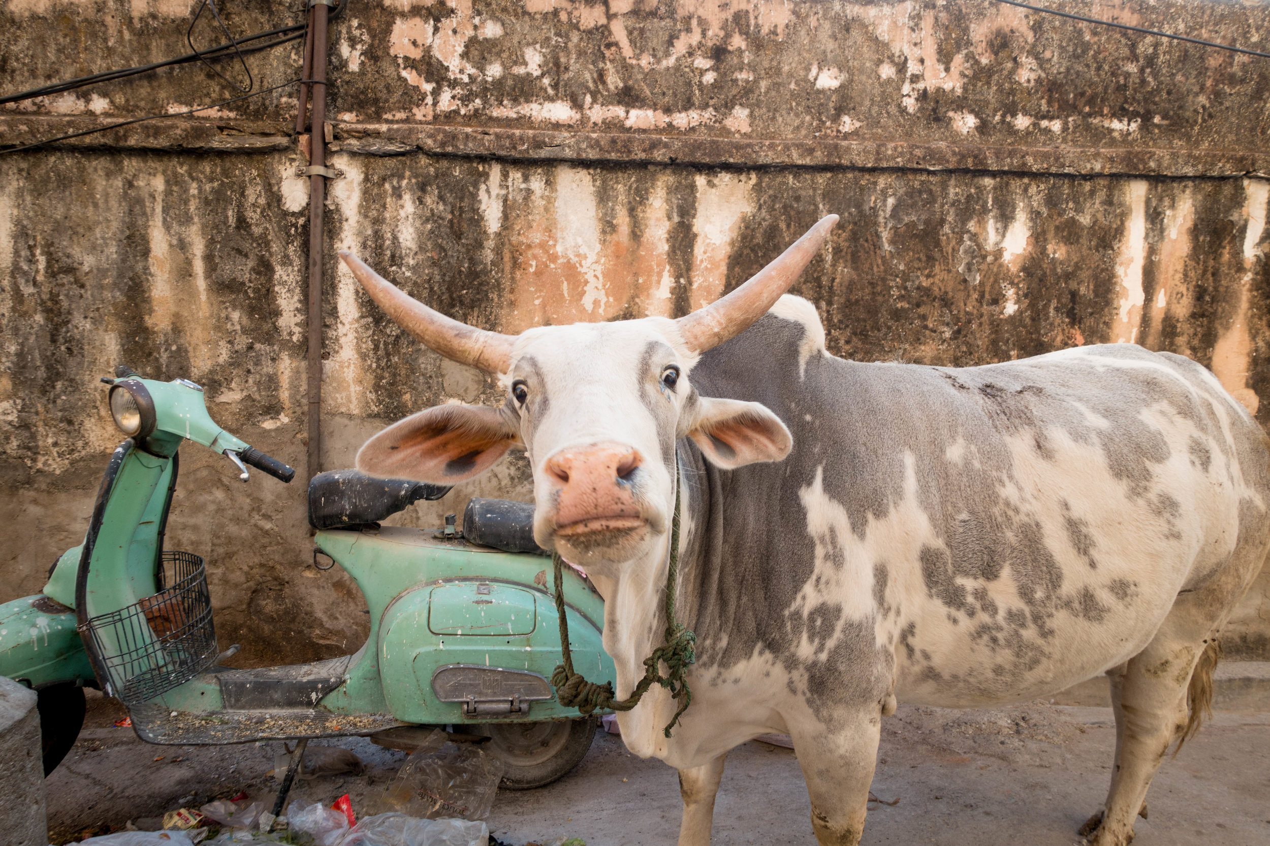 India, where cows are revered and over forty percent of the population eats a plant-based diet, is a vegetarian and vegan's paradise. Food is also amazingly good and incredibly inexpensive.
