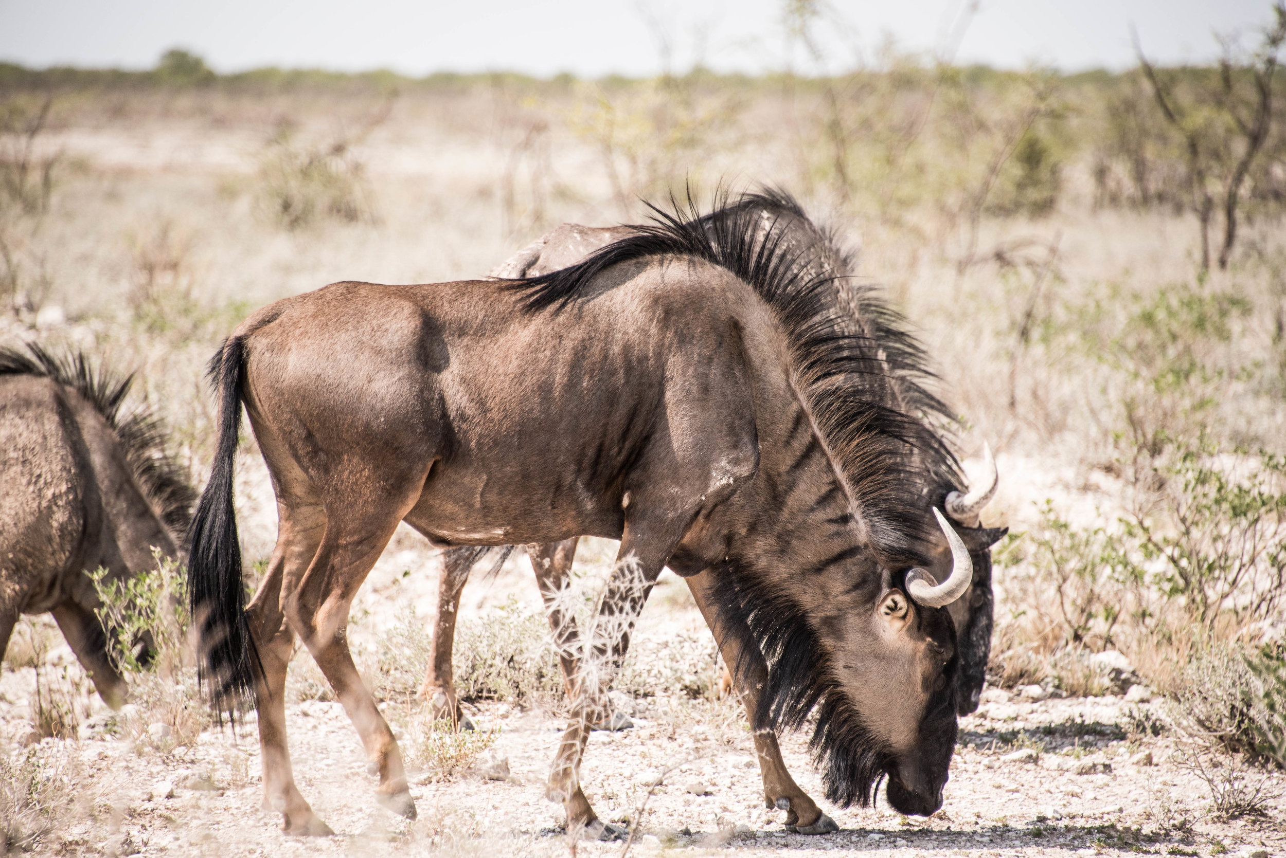 Wildebeest are the least of our concerns in eastern Africa. Though very few travelers are actually injured by wildlife, cycling through remote stretches of lion, elephant, and hippopotamus country isn't exactly comforting to think about.