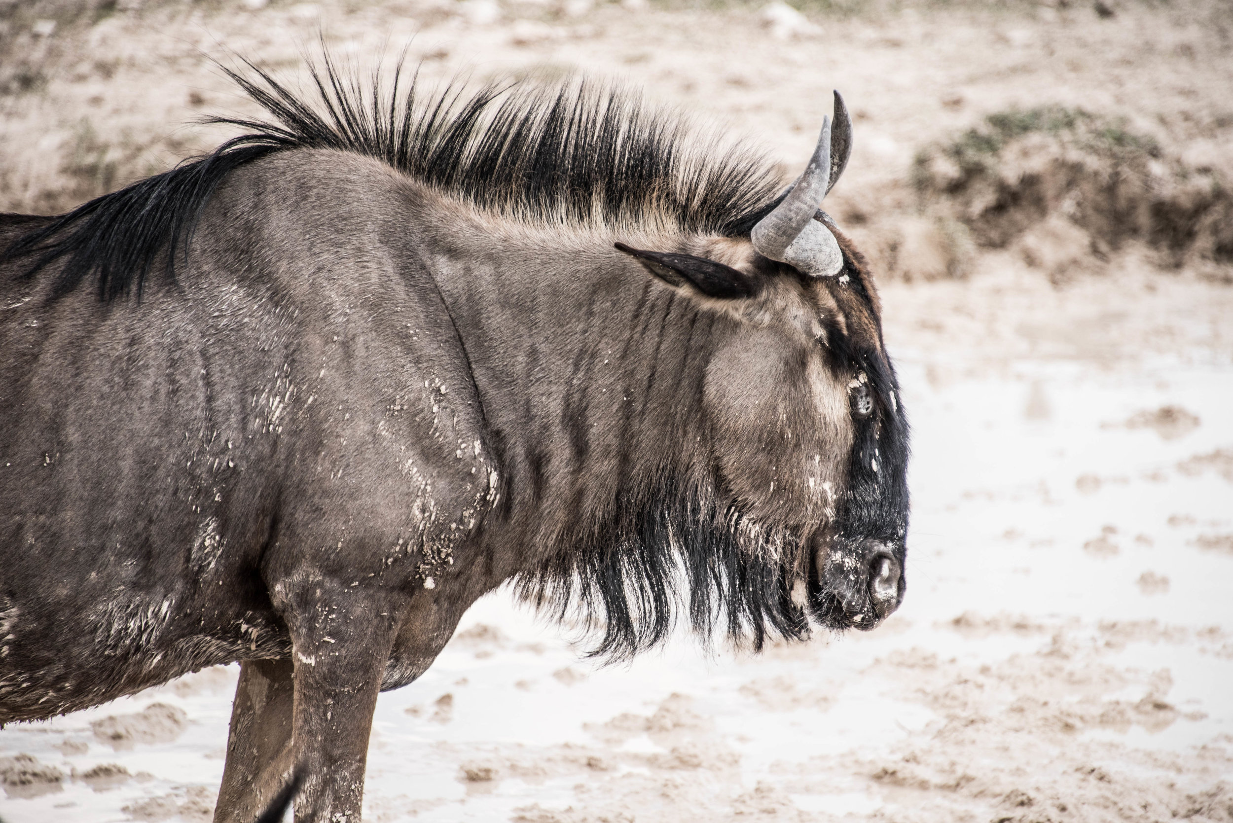 Etosha National Park, Namibia. Shot on DSLR (Nikon D750). 