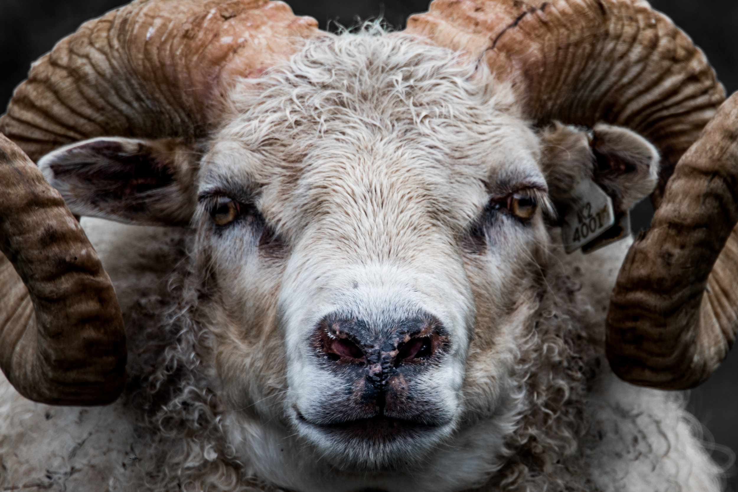 Icelandic sheep may look pretty ferocious and seek to intimidate, but never gave us any actual trouble on the road. They're way more of a danger to (or rather, endangered by) folks speeding along in cars.