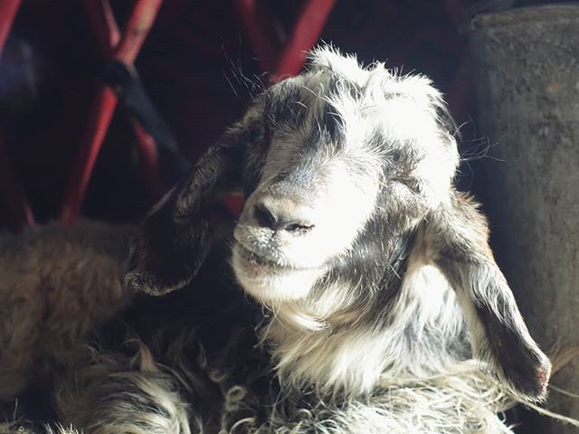 While wind and hail raged outside the yurt, the world's happiest goat kept nice and warm by the fire. 🐐🔥