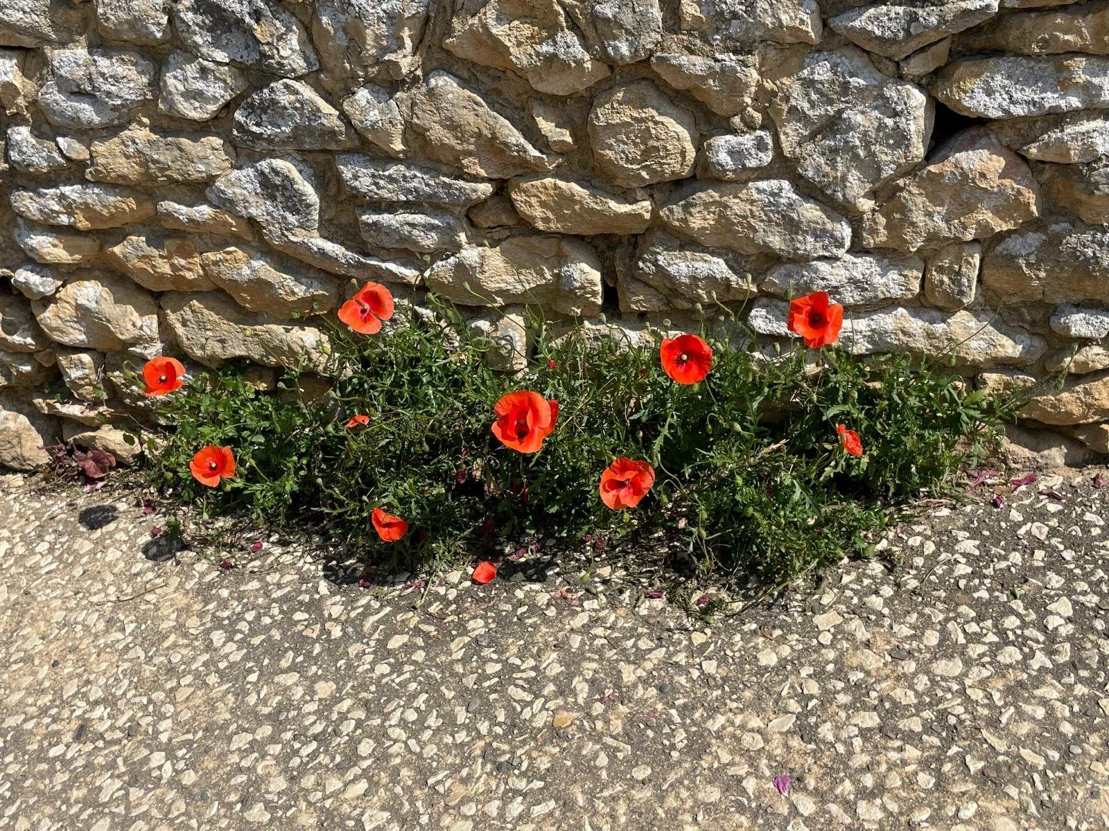 Poppies 1.JPG
