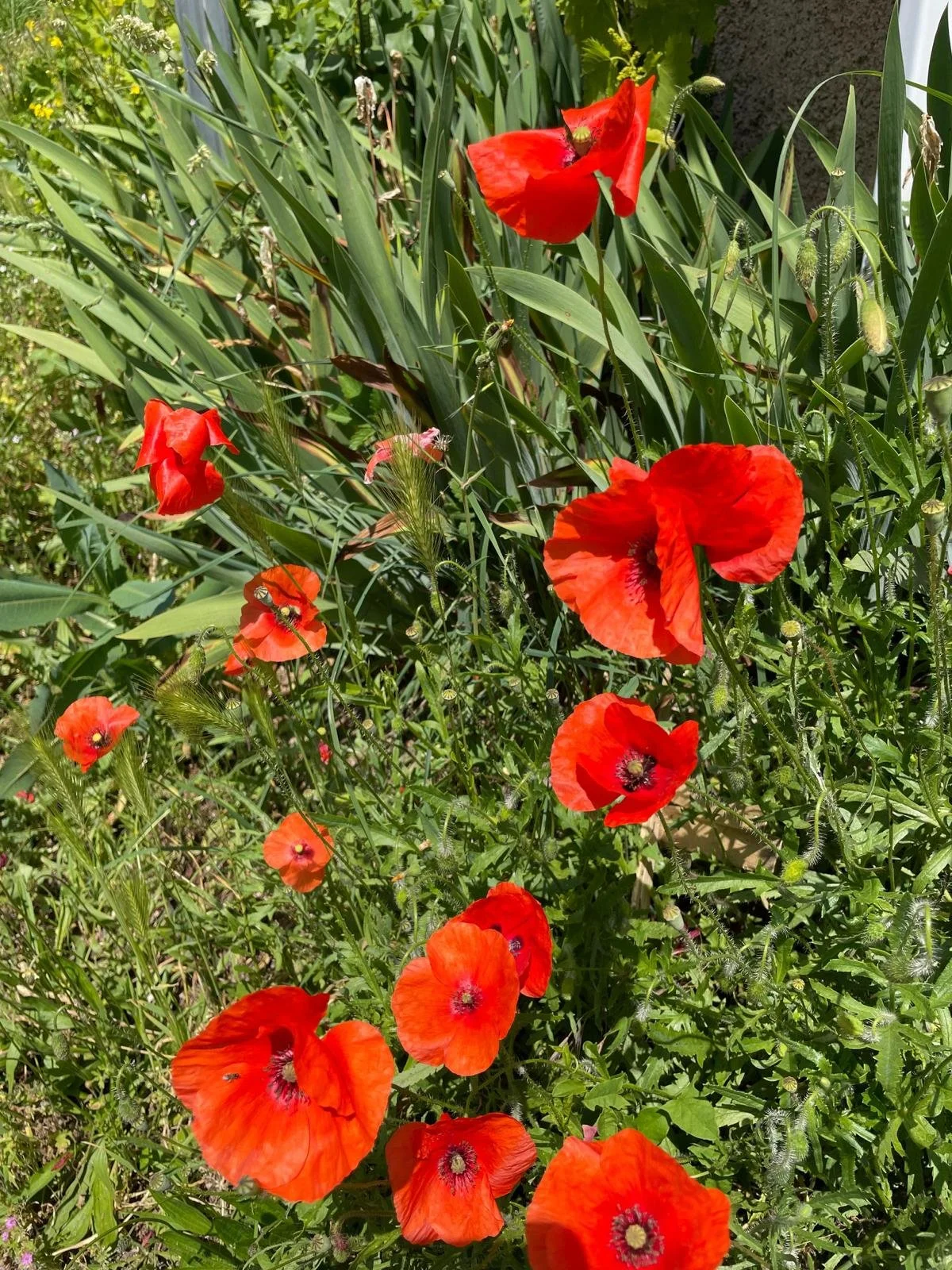 Poppies 7.JPG