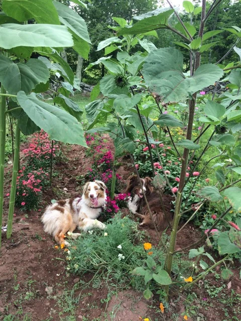 Irrigation for the organic cutting gardens