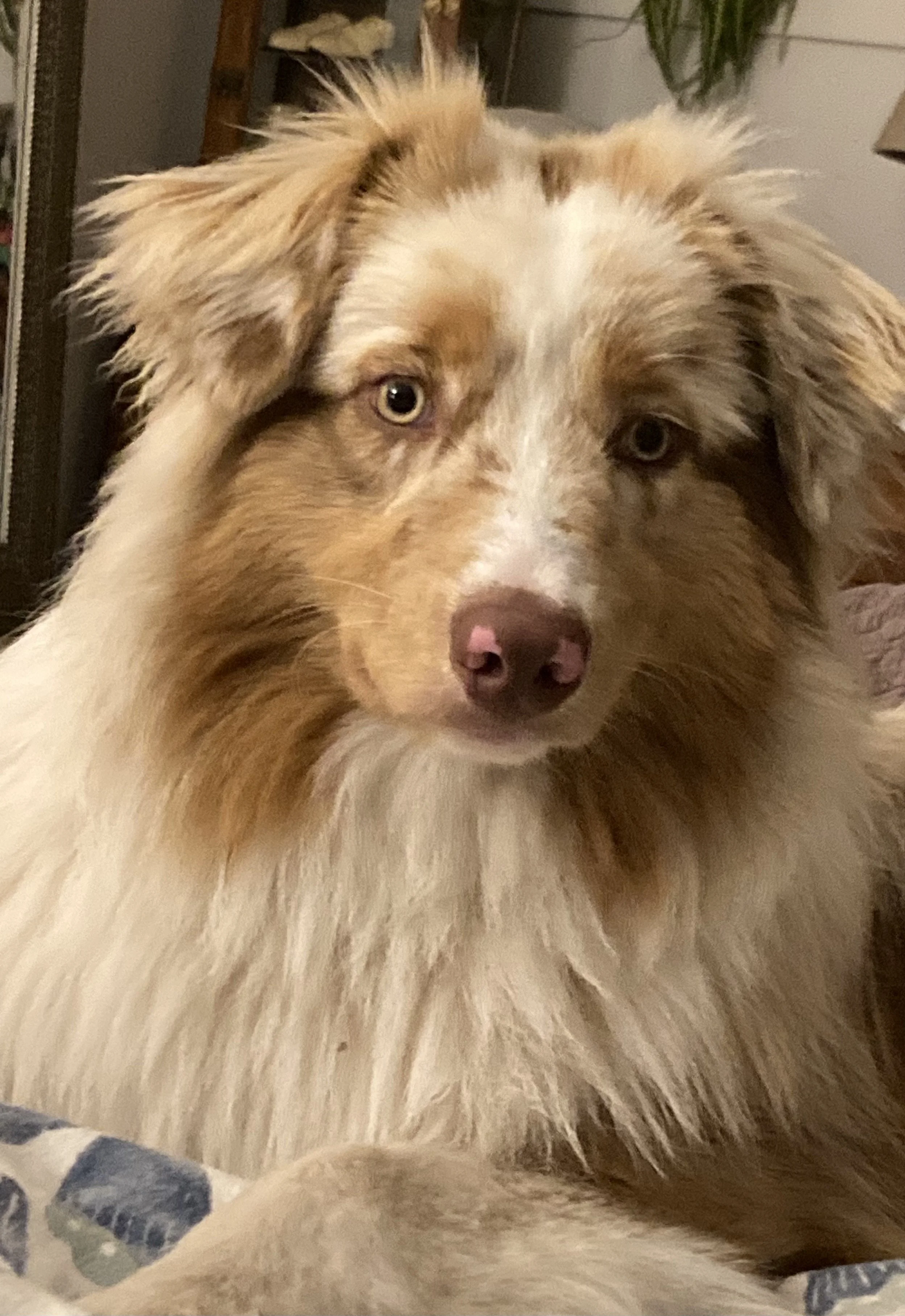 introducing our newest family member - Bodhi 