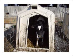 Careful of wet bedding in hutches when the weather is near freezing and ground is wet and cold