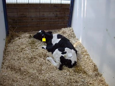 Look for a calf lying with her neck extended, this may indicate discomfort, or challenges breathing