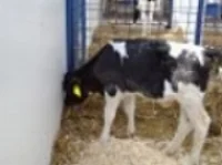 A calf that does not look at you when you approach, or stands with head down, may not be feeling well. 