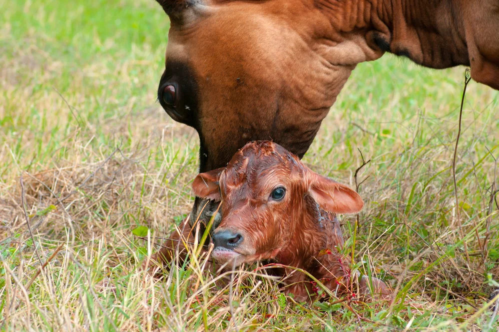 Remember that navel prevention starts from the second they are born. Make sure it is a clean environment, they get high quality, clean colostrum quickly, and then dip the navel! (Photo courtesy of depositphotos.com)