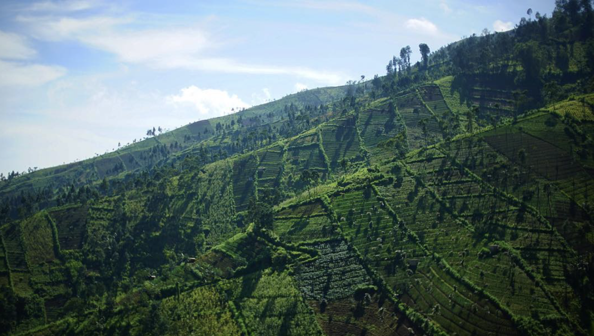 This Indonesian Man Planted Over 200,000 Trees