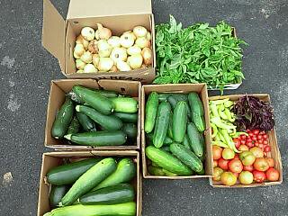 Vegetables boxed.jpg