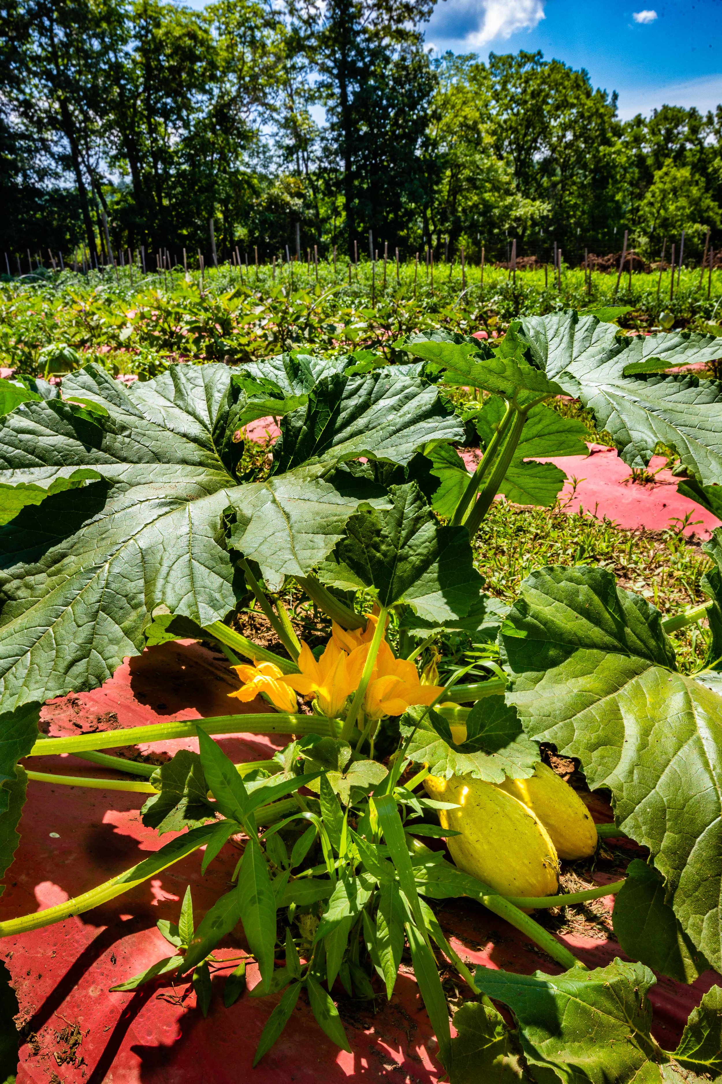 Garden of Giving-20180713-115148.jpg