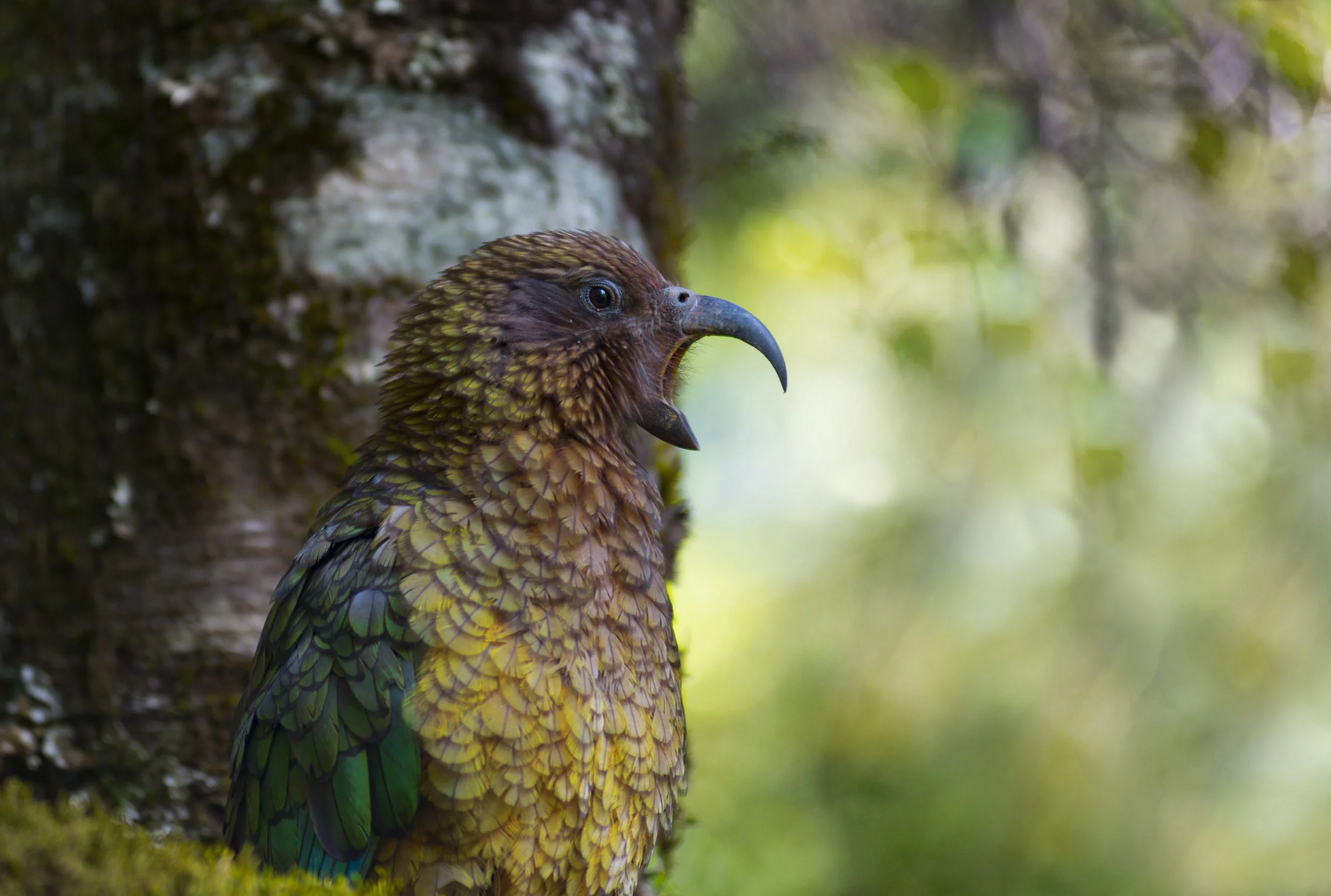 Kia Parrot — New Zealand