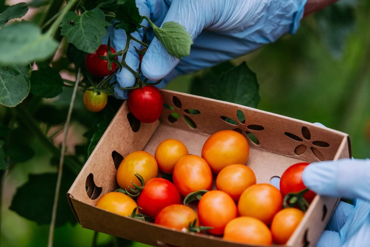 How You Can Donate Soil to Local Food Gardens