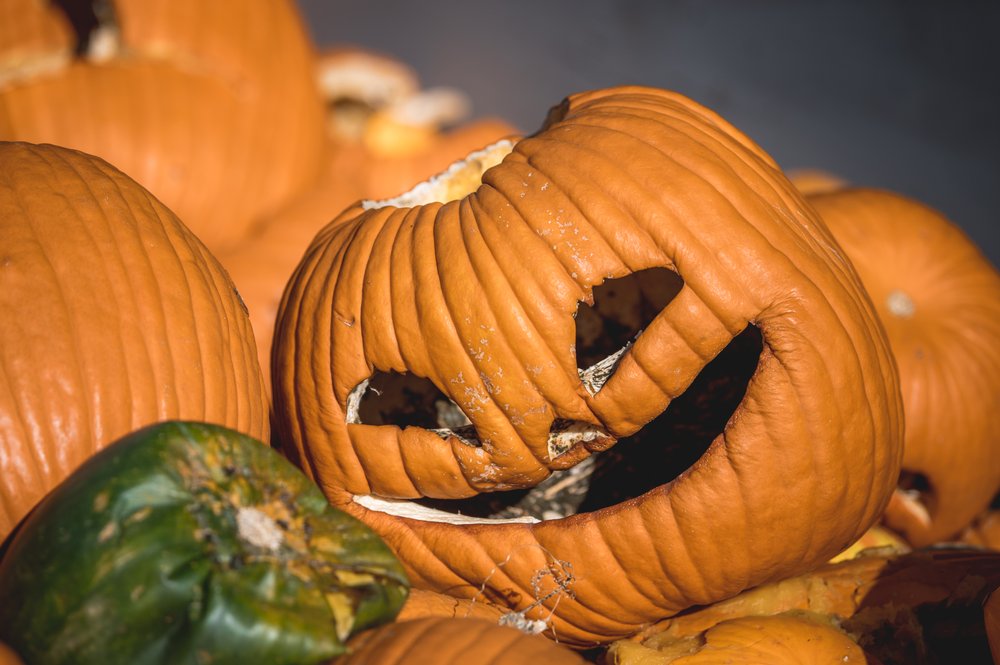 Pumpkin smiling drop off compost.jpg