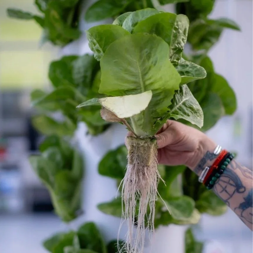 Eco-friendly catering from No More Empty Pots