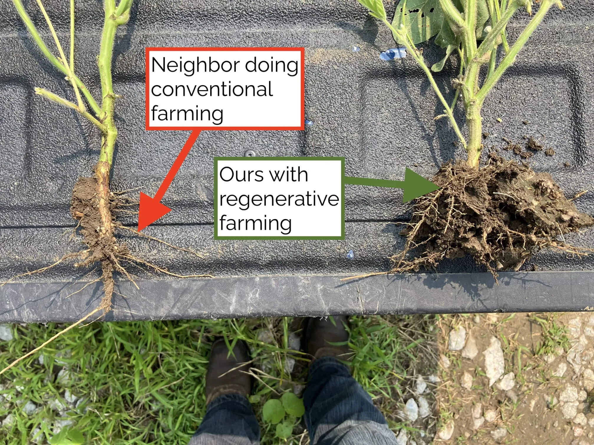 Comparing two soybean plants by root structure