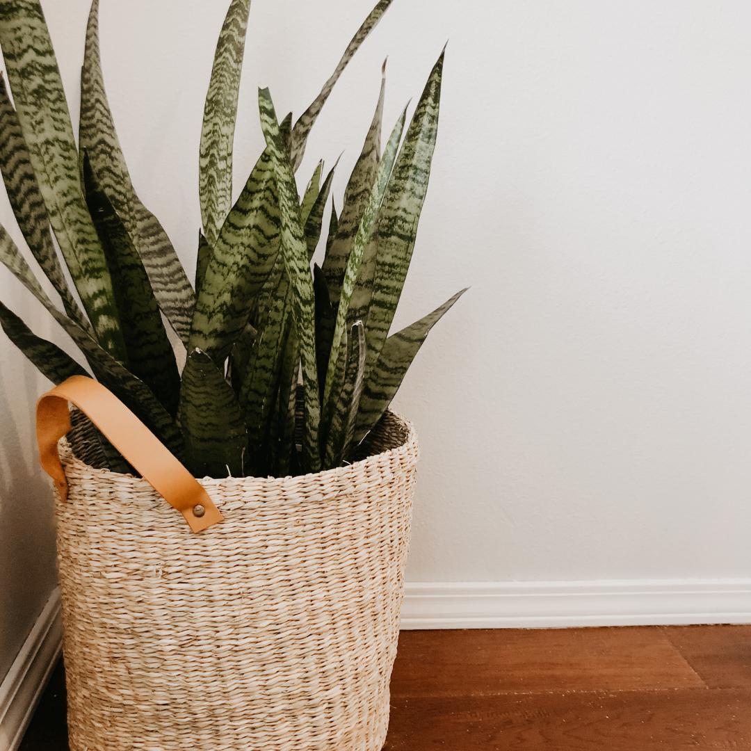 Guide for eco-friendly people looking for houseplant shops in Omaha