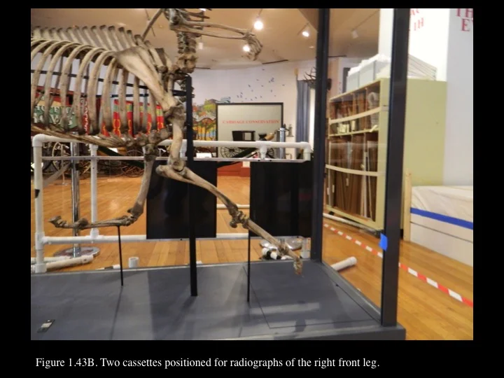 Figure 1.43B.jpg