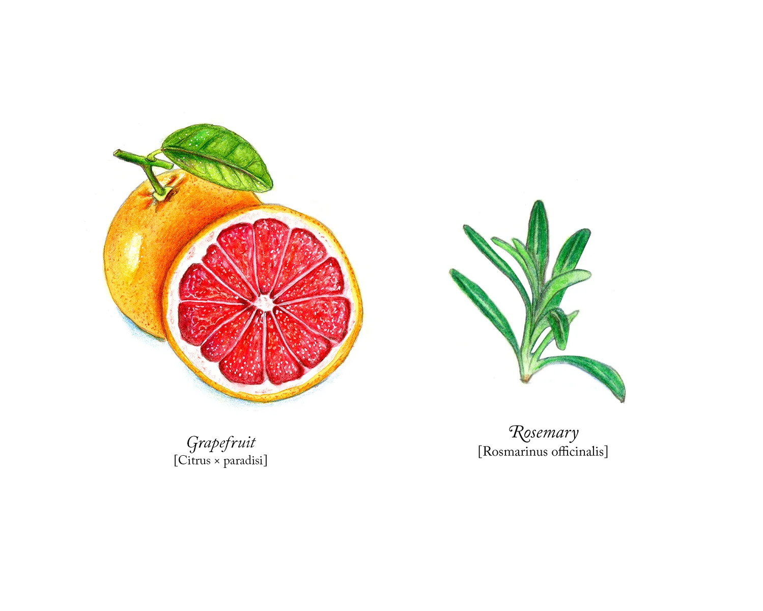 POMELOS_rosemary.jpg