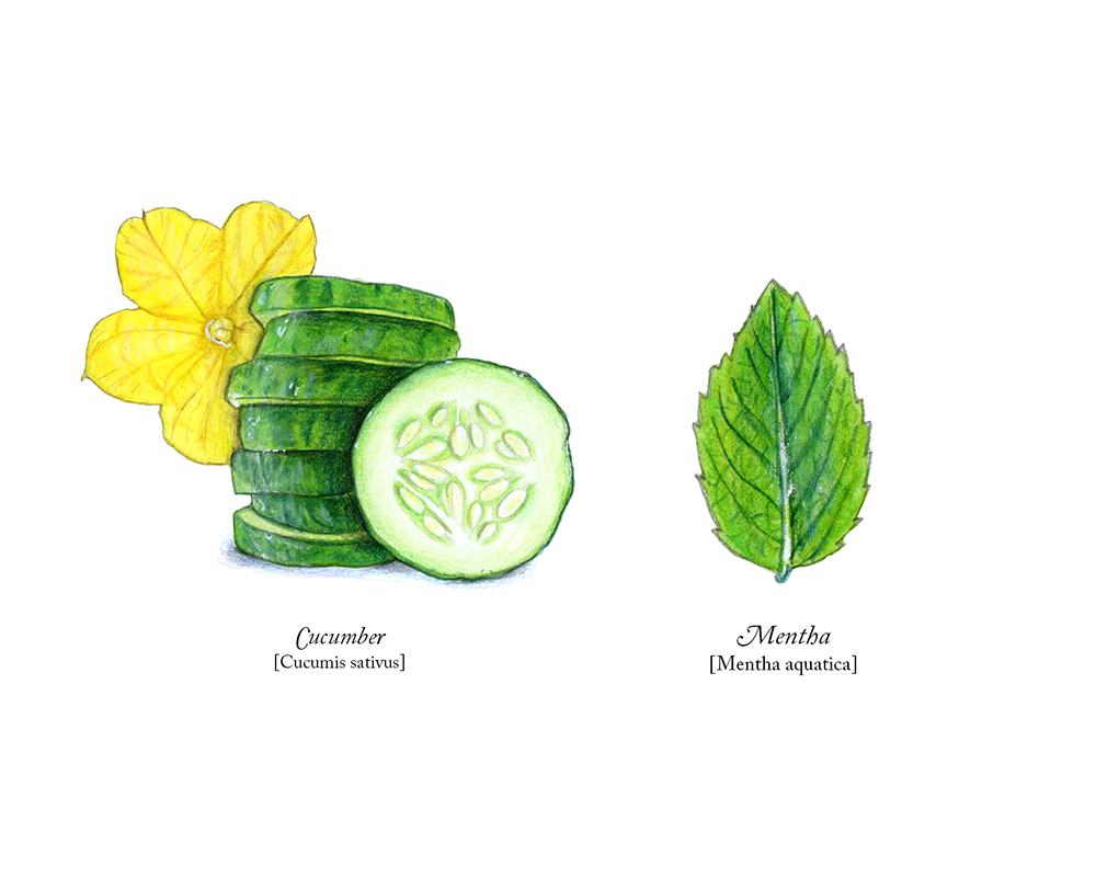 CucumberMentha_mixture2.jpg