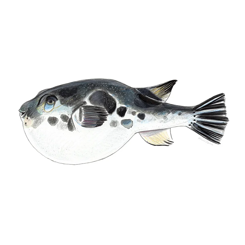 Fugu (poisonous pufferfish).