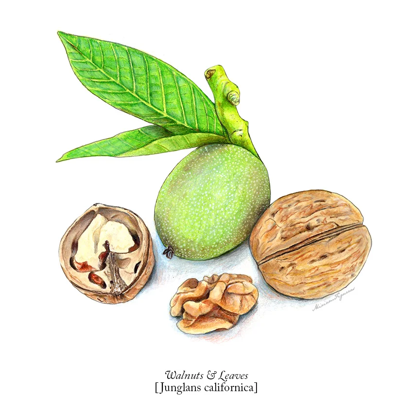 00_AllTogetherNuts_Walnuts.jpg