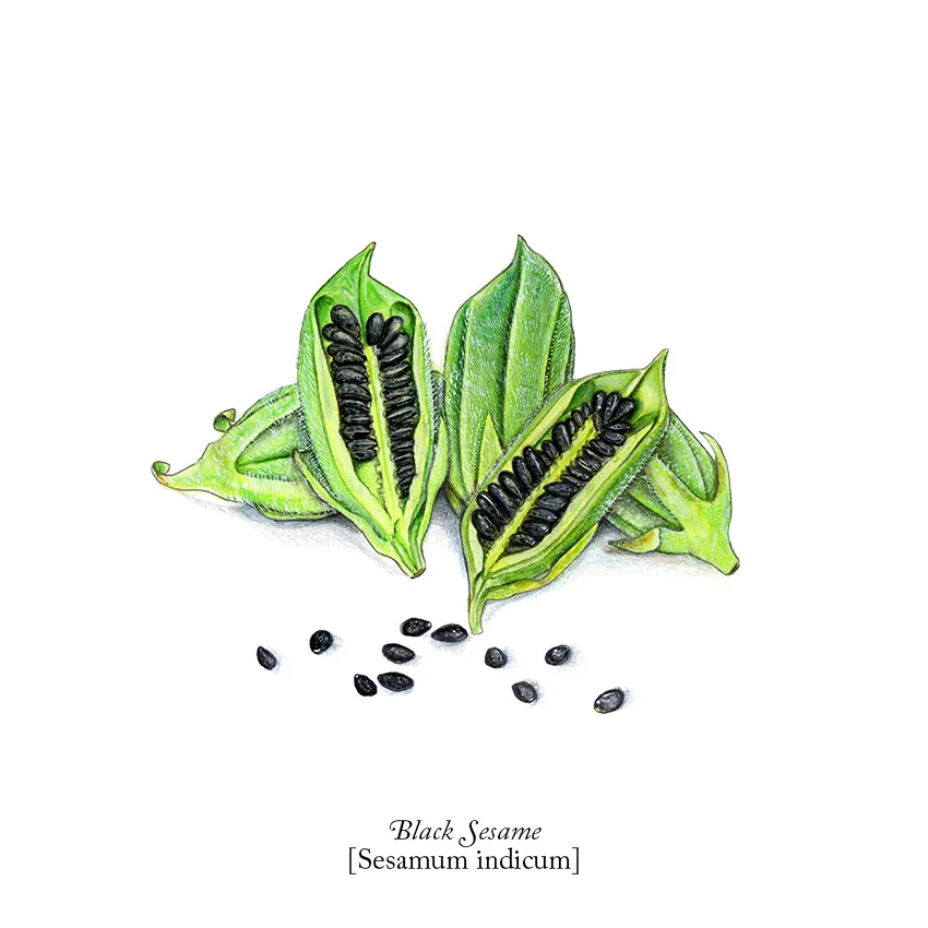 BLACKSESAME_Pods_8500px.jpg
