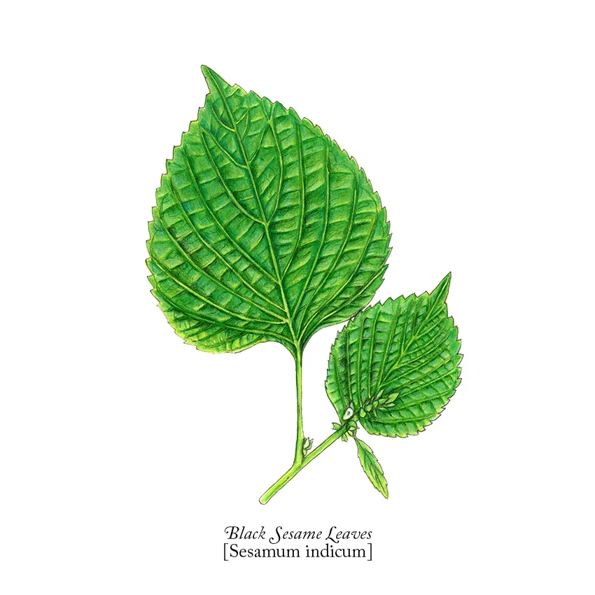 BLACKSESAME_Leaves_850px.jpg