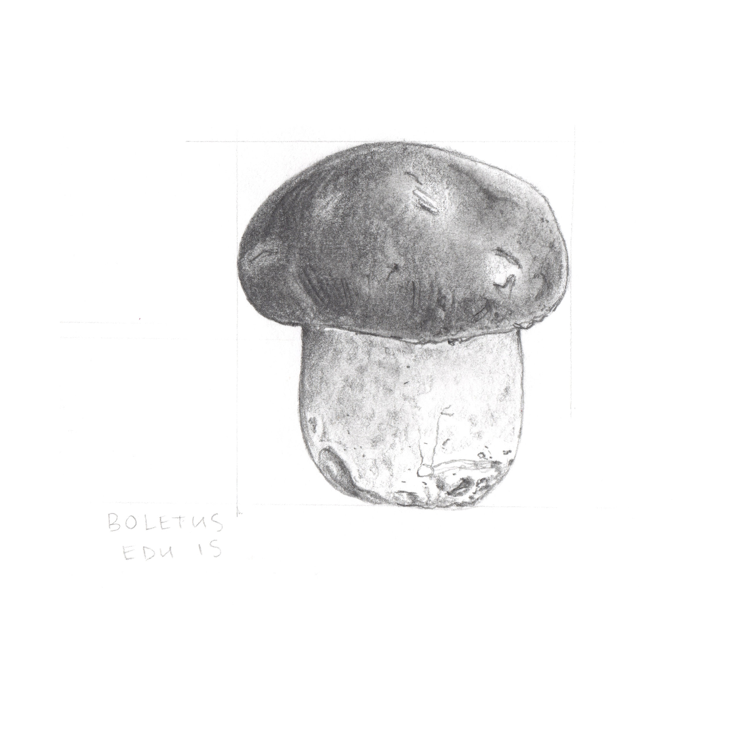 02 Boletus edulis.jpeg