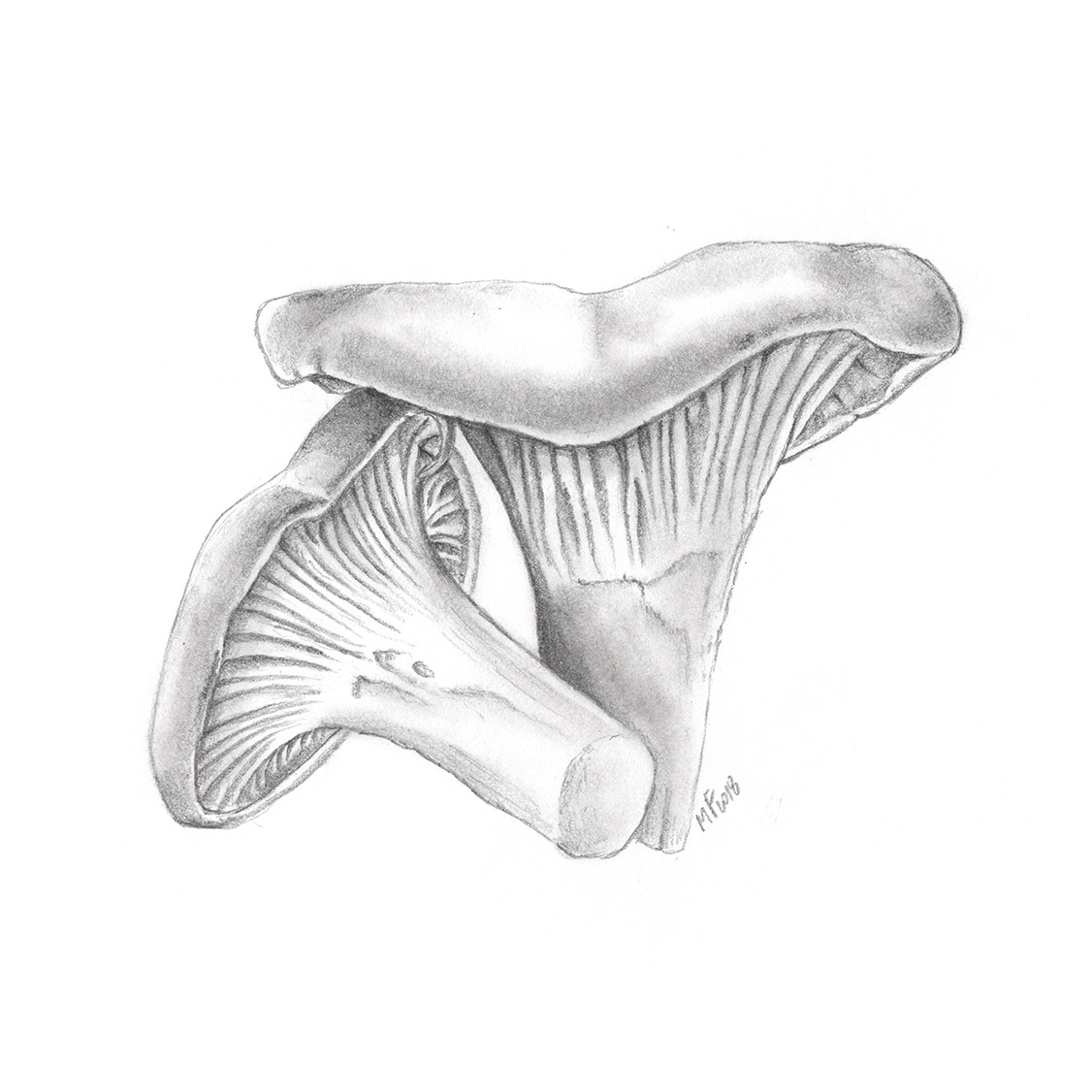 12 Chanterelle_DPI.jpg