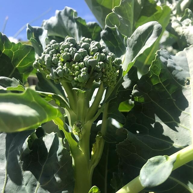 Broccoli 🥦 😎. #theneglectfulgardener