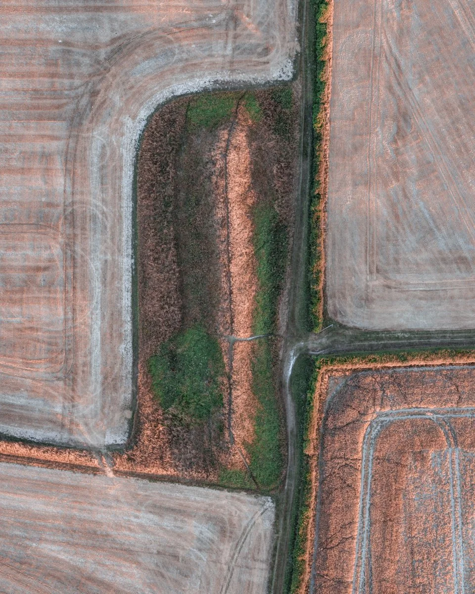 Pimperne LB__2_Ps_Done.jpg