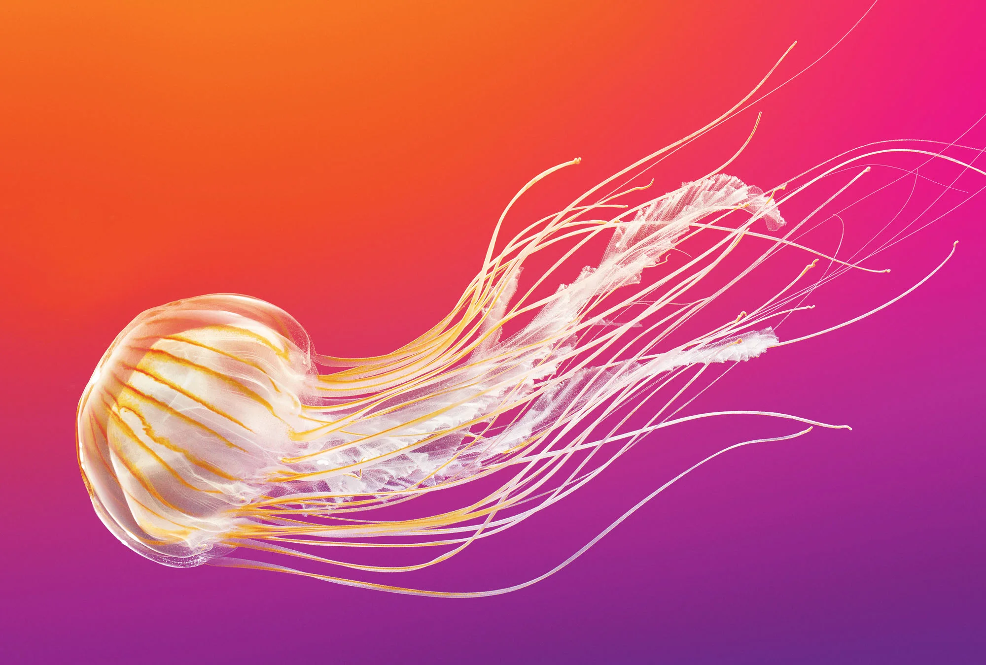 filtre_jellies1.jpg